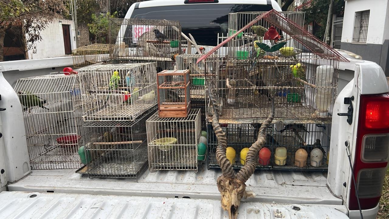 Desmantelan red de tráfico de fauna silvestre en Buenos Aires