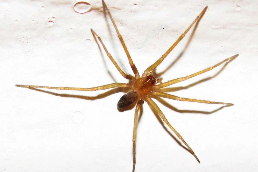 Tragedia en Tucumán: una madre muere tras sospecha de picadura de araña