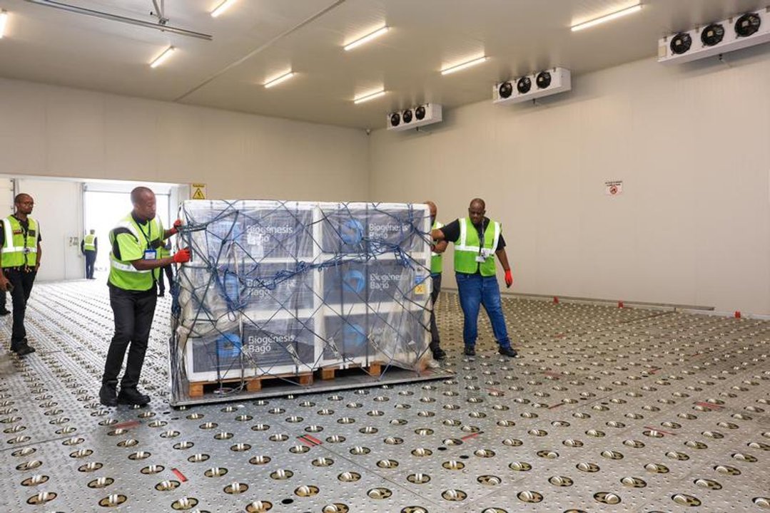 Campaña de vacunación de ganado contra la fiebre aftosa en Sudáfrica