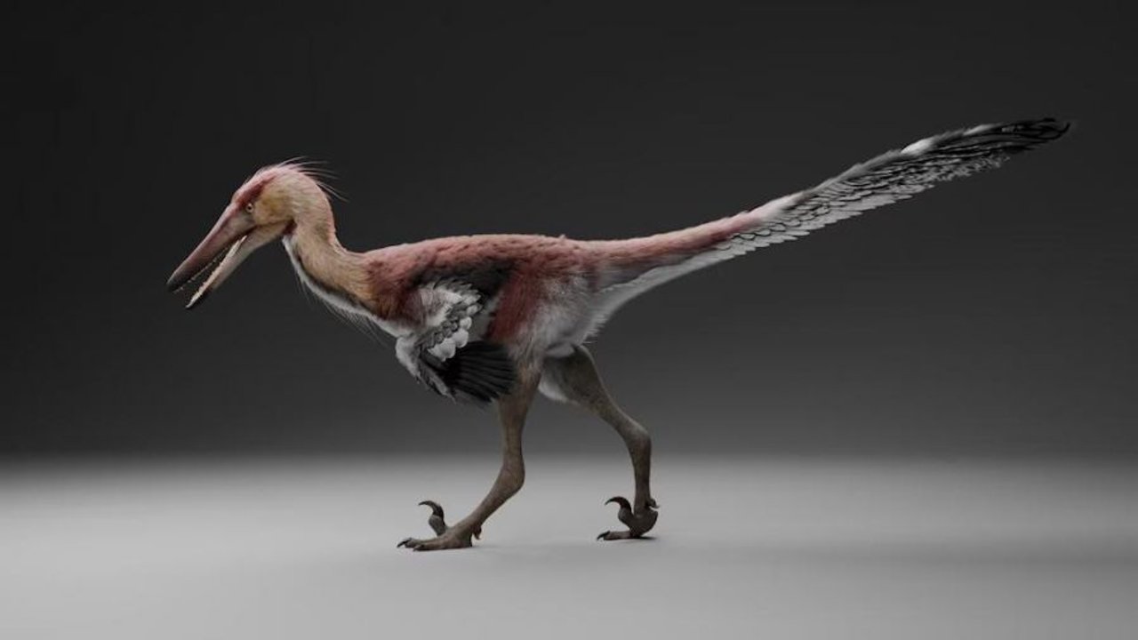 Ilustración y restos fósiles del dinosaurio Kank australis hallado en Santa Cruz