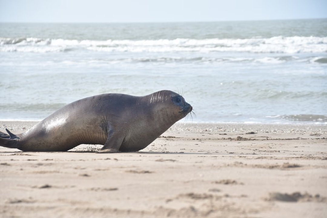 Cría de elefante marino del sur rehabilitada antes de volver al mar