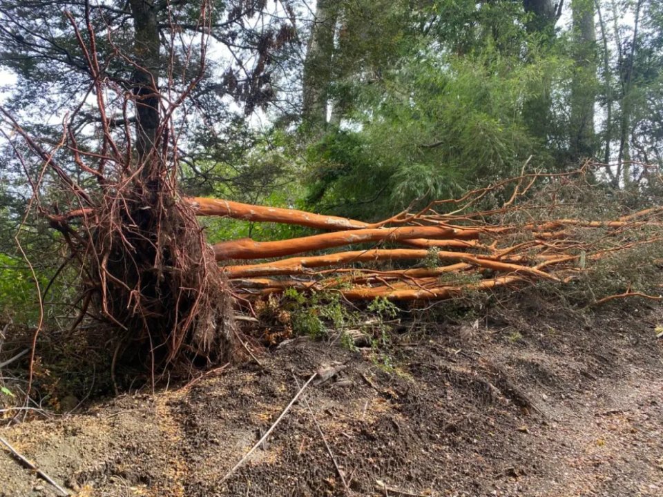 Talaron 15 arrayanes y les impusieron una multa millonaria: cuánto deberán pagar y reforestar