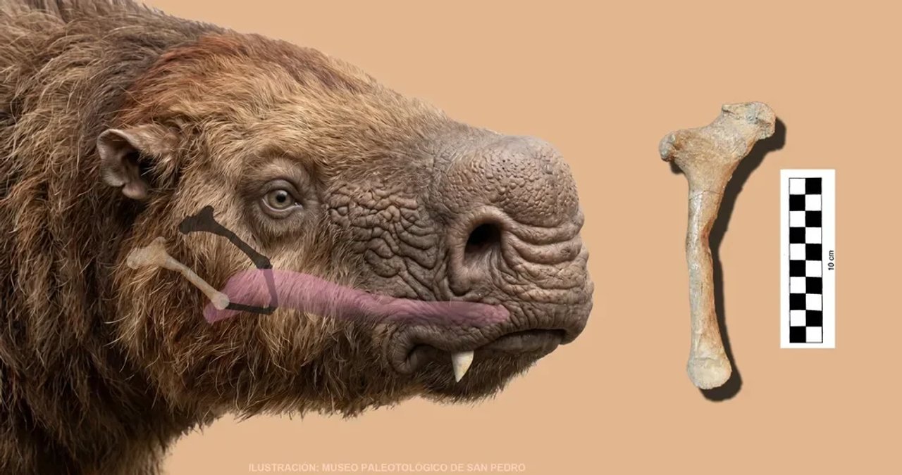 Inédito: hallan el primer hueso ‘hioides’ de un perezoso gigante en Argentina