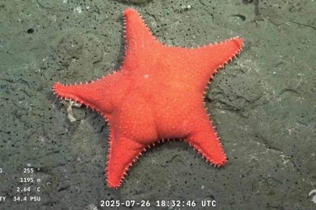Después de "la estrella culona", científicos del CONICET vuelven a explorar el Mar Argentino: cuándo