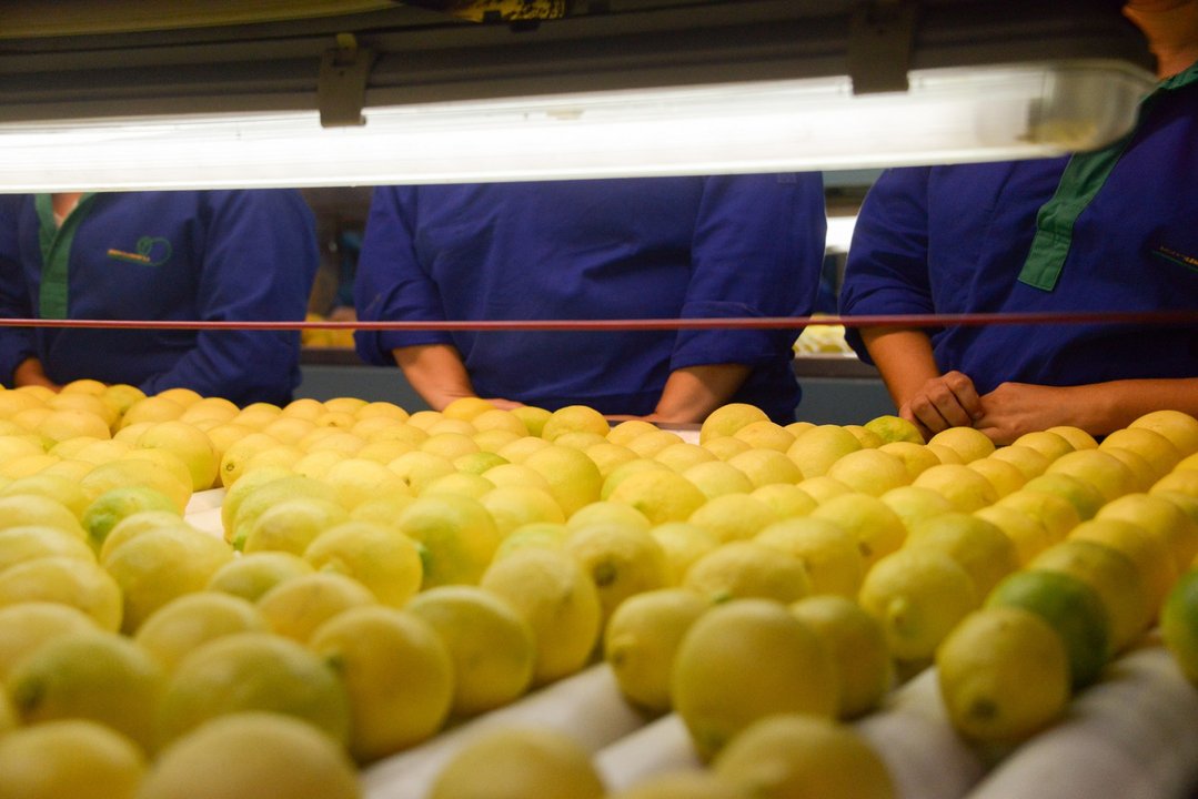 Cosecha y empaque de limones argentinos destinados a exportación