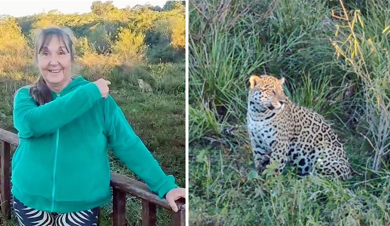 Sorpresa en Corrientes: turistas lograron filmar durante dos minutos a un yaguareté