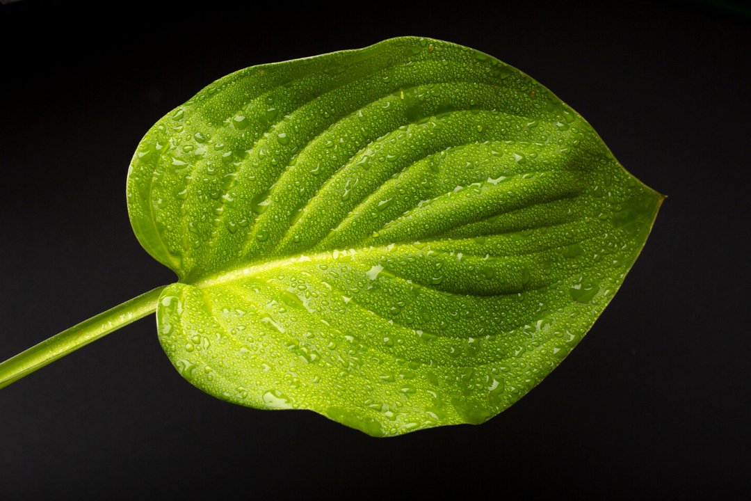 Investigadores usan inteligencia artificial para estudiar plantas y hongos