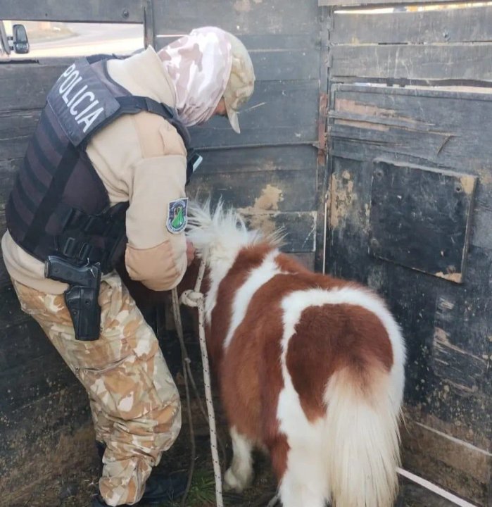 Policía Rural de Mendoza rescató un poni robado en San Rafael