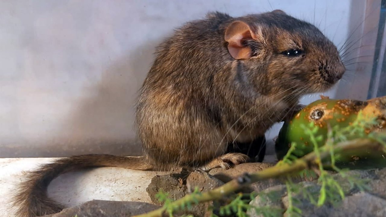 Ilustración de la nueva rata vizcacha hallada en Córdoba