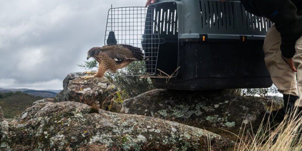 Aves silvestres rehabilitadas en Córdoba volvieron a su habitat natural