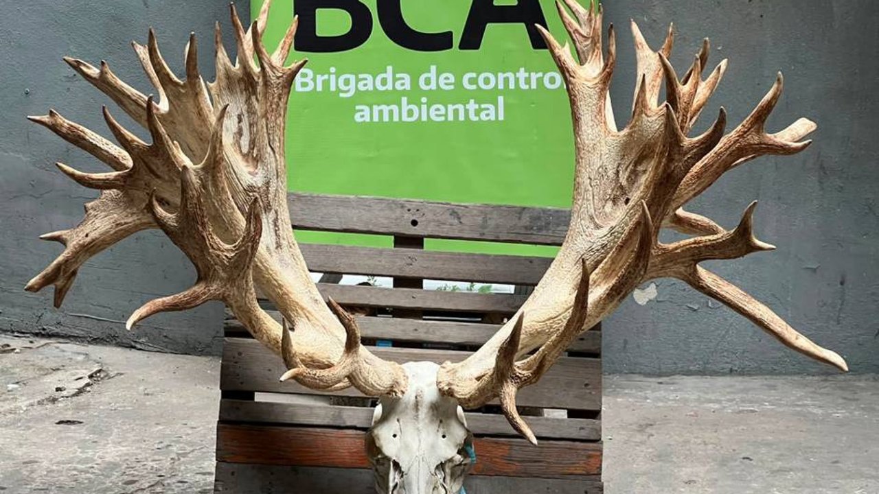 Pagó US$40.000 y cazó un ciervo colorado en un coto ilegal en Entre Ríos: hallan 50 trofeos de caza