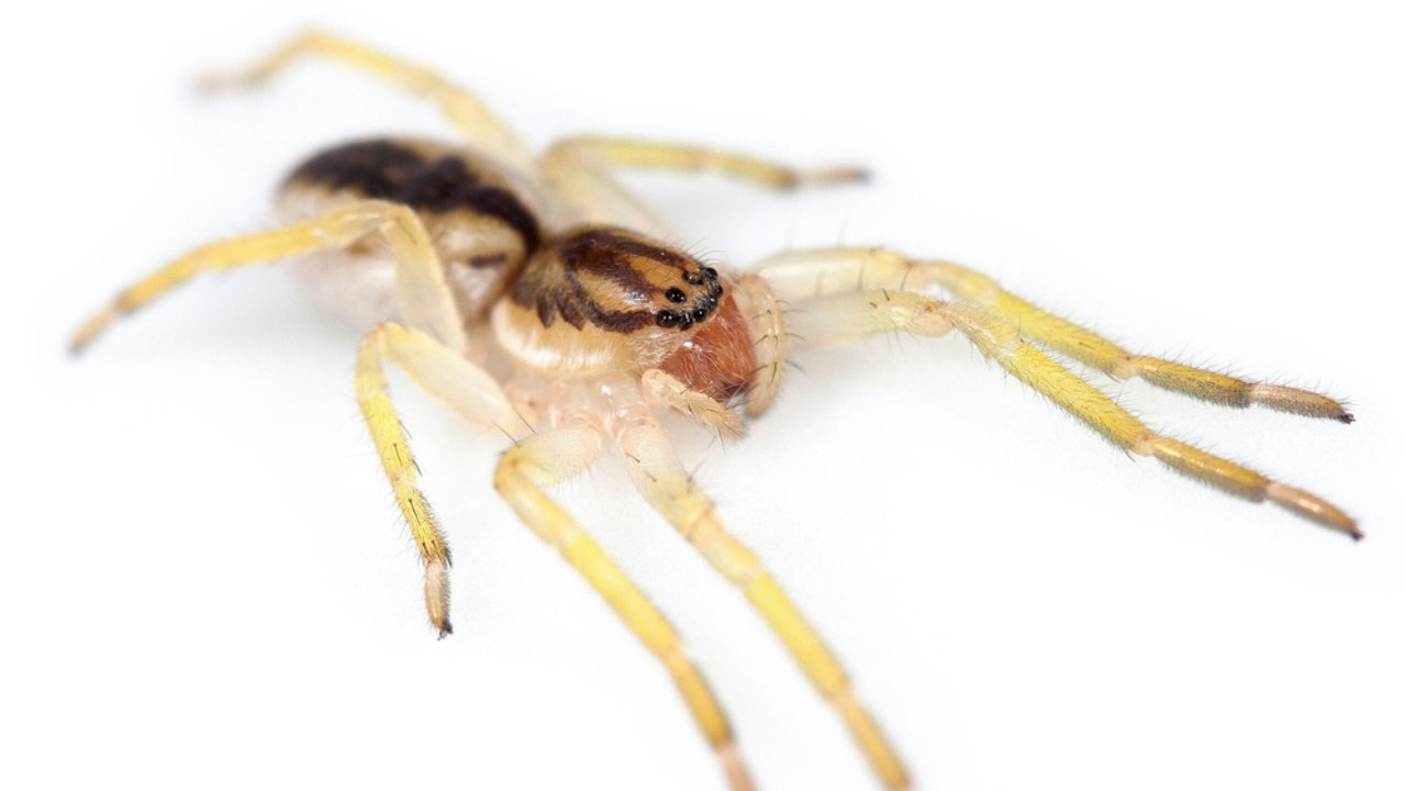 Investigadores argentinos descubren la araña fantasma Yagania chuanisin en Isla de los Estados, Tierra del Fuego
