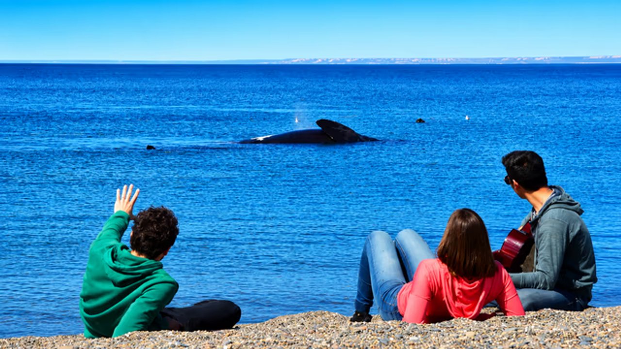 La playa secreta de la Patagonia donde se puede avistar ballenas francas gratis a pocos metros de la costa