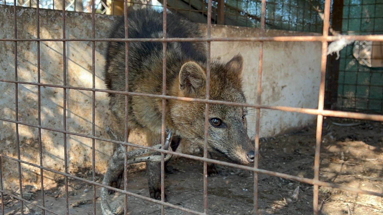 Zorro rescatado de una casa de comidas en San Pedro