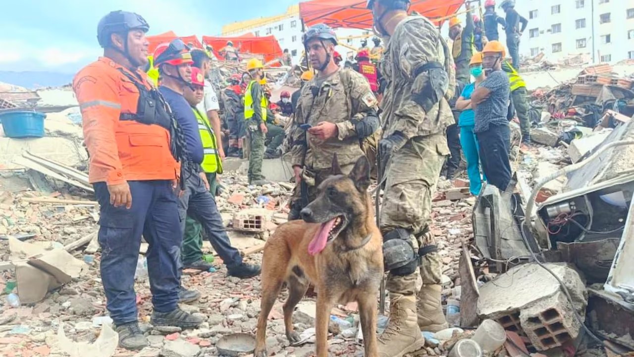 Quién es Bart, el perro argentino que ayudó a rescatar a dos menores de entre los escombros en Venezuela