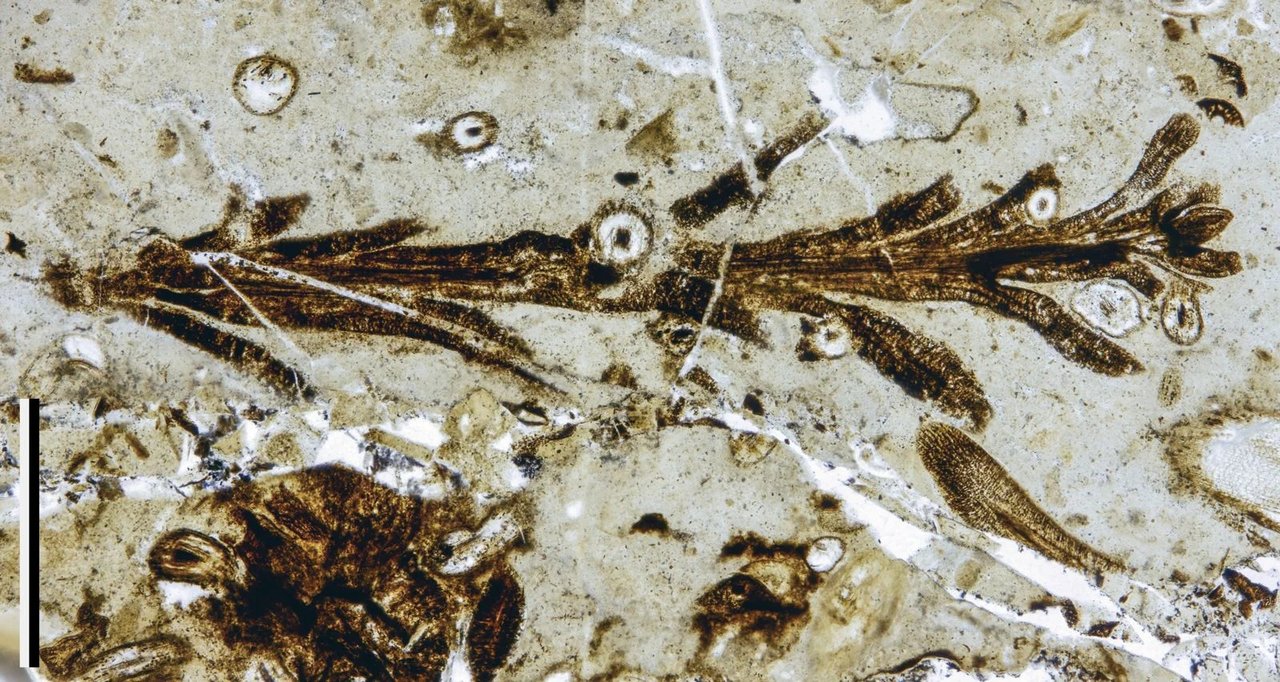 Hallan en Santa Cruz una planta fósil de 150 millones de años con una preservación excepcional