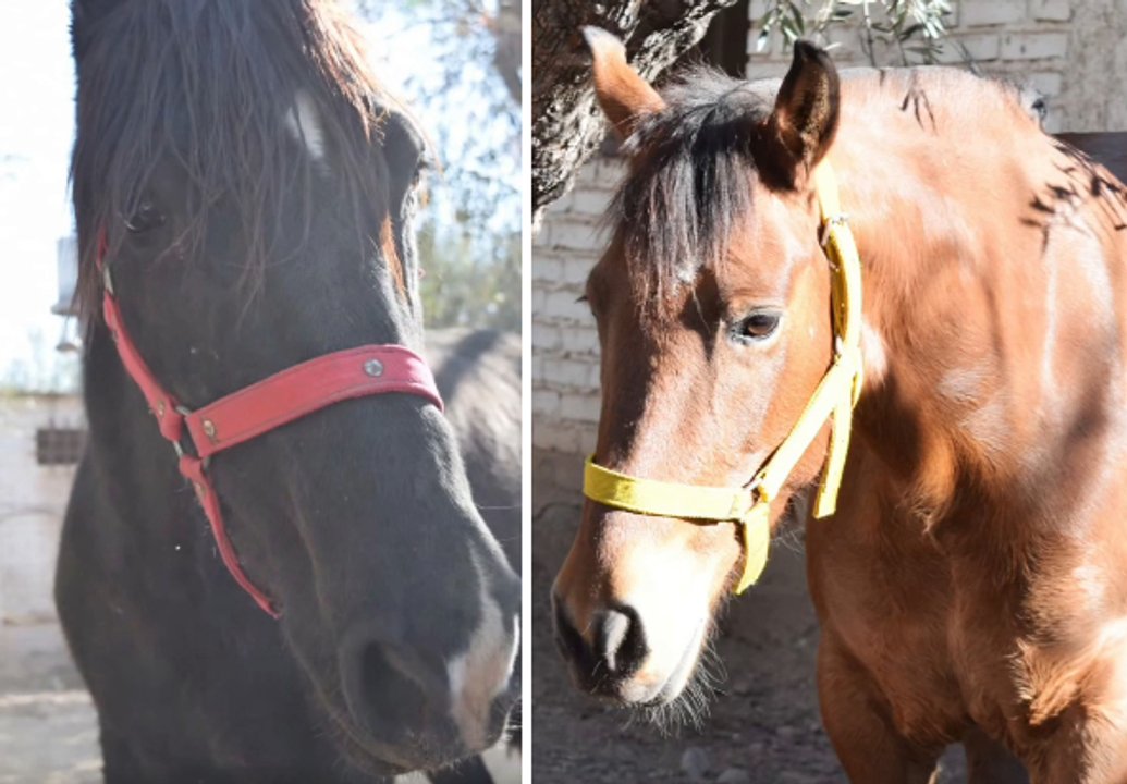 Fallo histórico en derecho animal: qué provincia reconoció a dos yeguas como seres sintientes