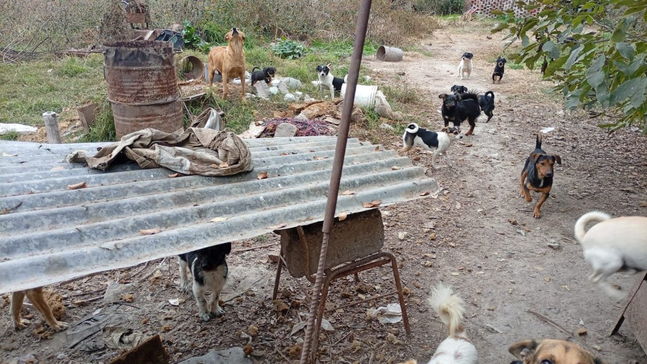 Detienen a un hombre por la muerte de cinco cachorros en Salta