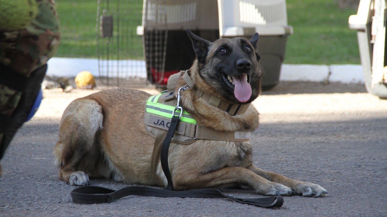 Perros rescatistas argentinos Jack y Derek en misión humanitaria en Venezuela