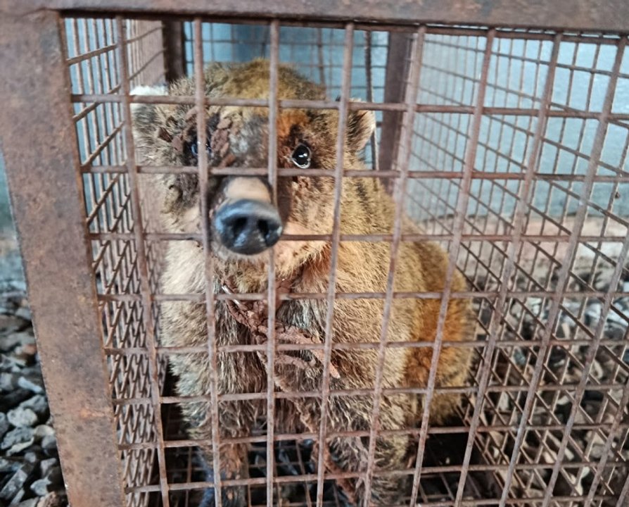 Rescatan a un coatí criado como mascota en Misiones: tenía una soga atada al cuello