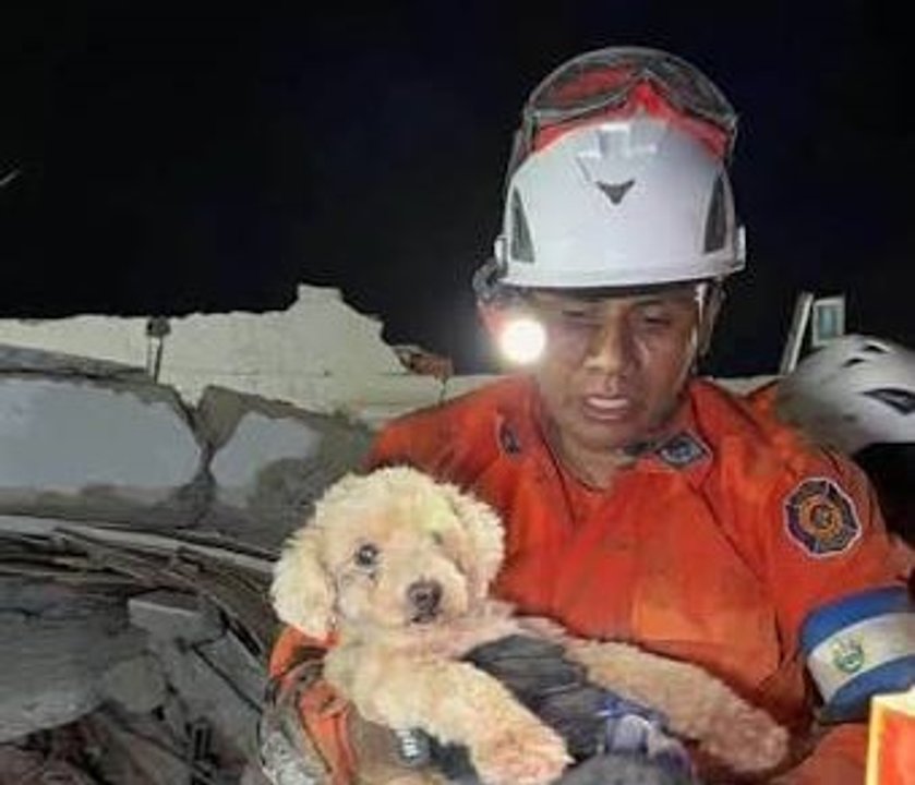 Equipo salvadoreño rescató a "Giselle", una perrita que estuvo 5 días entre los escombros