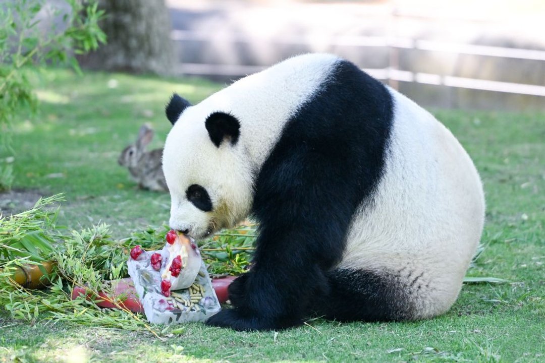 Los animales del zoo de Madrid comen helados para enfrentar la ola de calor: de qué gustos son