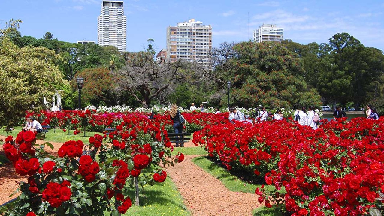 Poda en el Rosedal: qué días entregan esquejes gratis