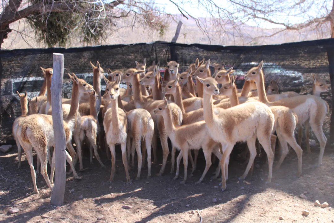Rescatan 42 vicuñas y cierran un antiguo criadero en Jujuy: ahora vivirán en libertad