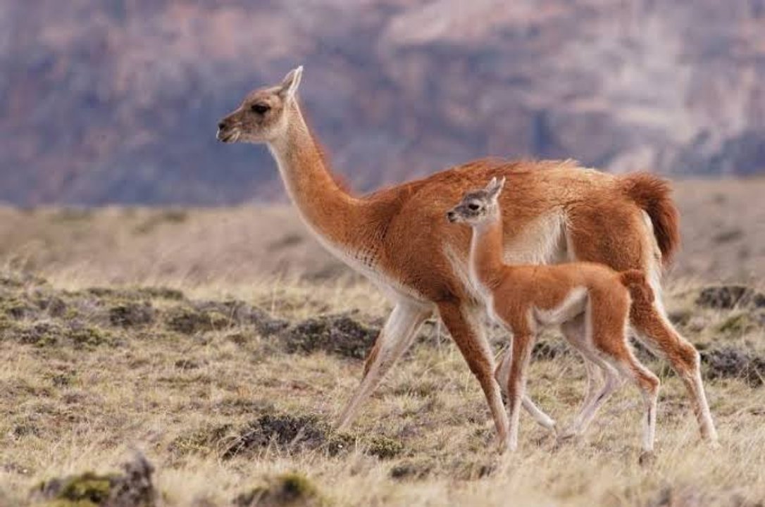 Cortes de carnes salvajes como jabalí y guanaco en góndola