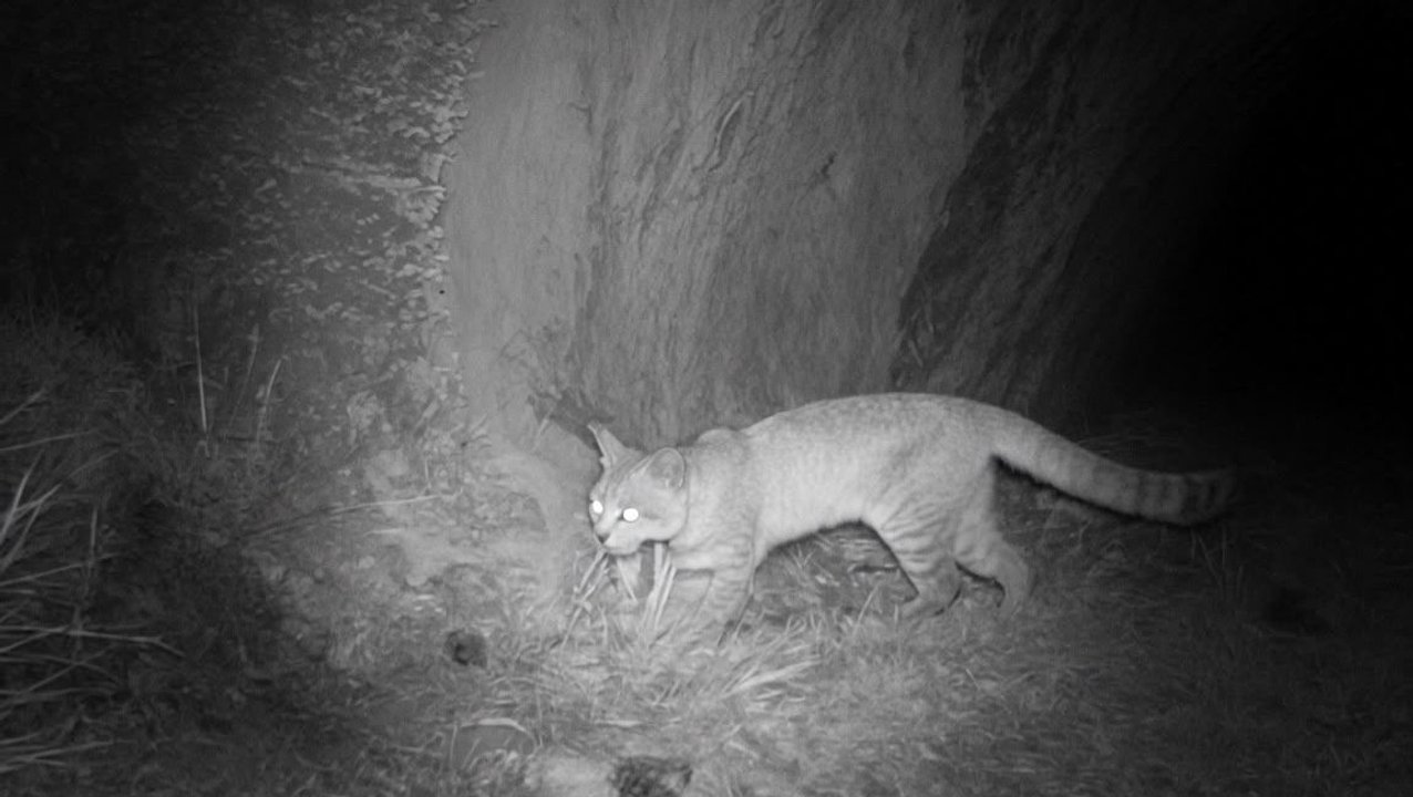 Gato andino registrado por cámara trampa en Malargüe, Mendoza