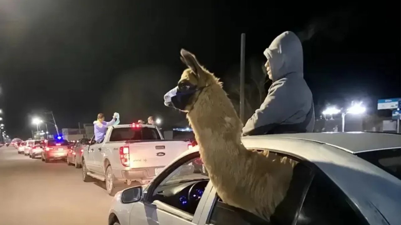 Sacó a “pasear” en auto a una llama por el triunfo de Argentina y lo denunciaron por maltrato animal