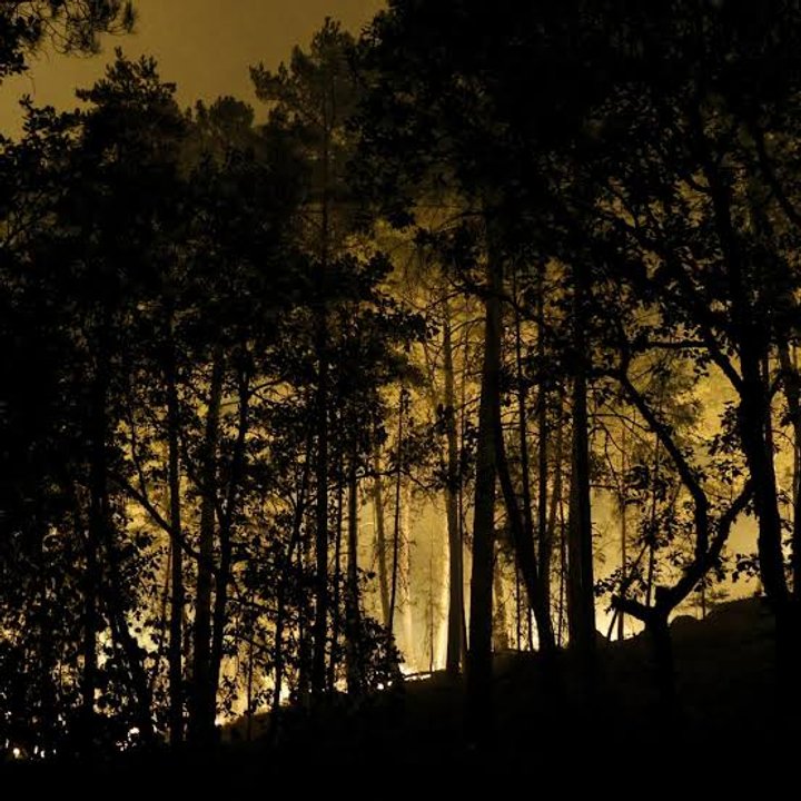 Seis detenidos, incluyendo un bombero, por causar incendio que arrasó más de 2000 hectáreas en el bosque de Fontainebleau