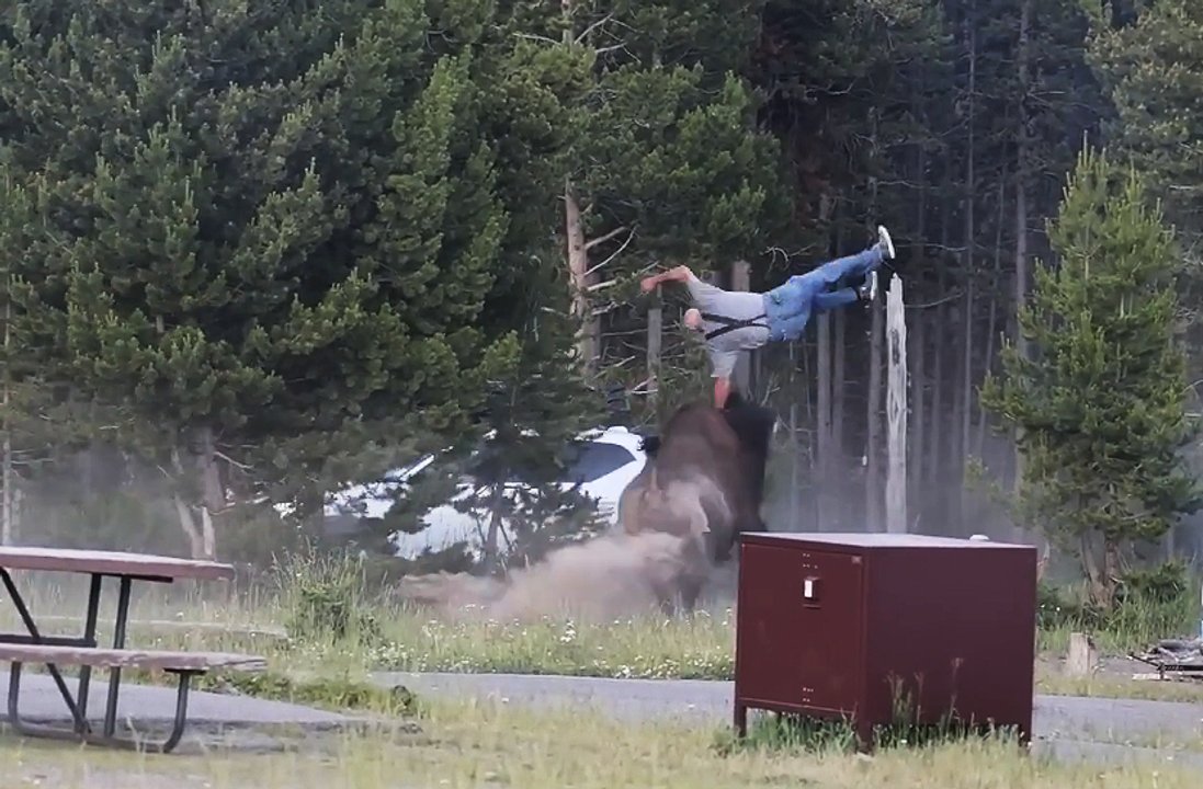 Video: un bisonte persiguió y lanzó por el aire a un turista en Yellowstone