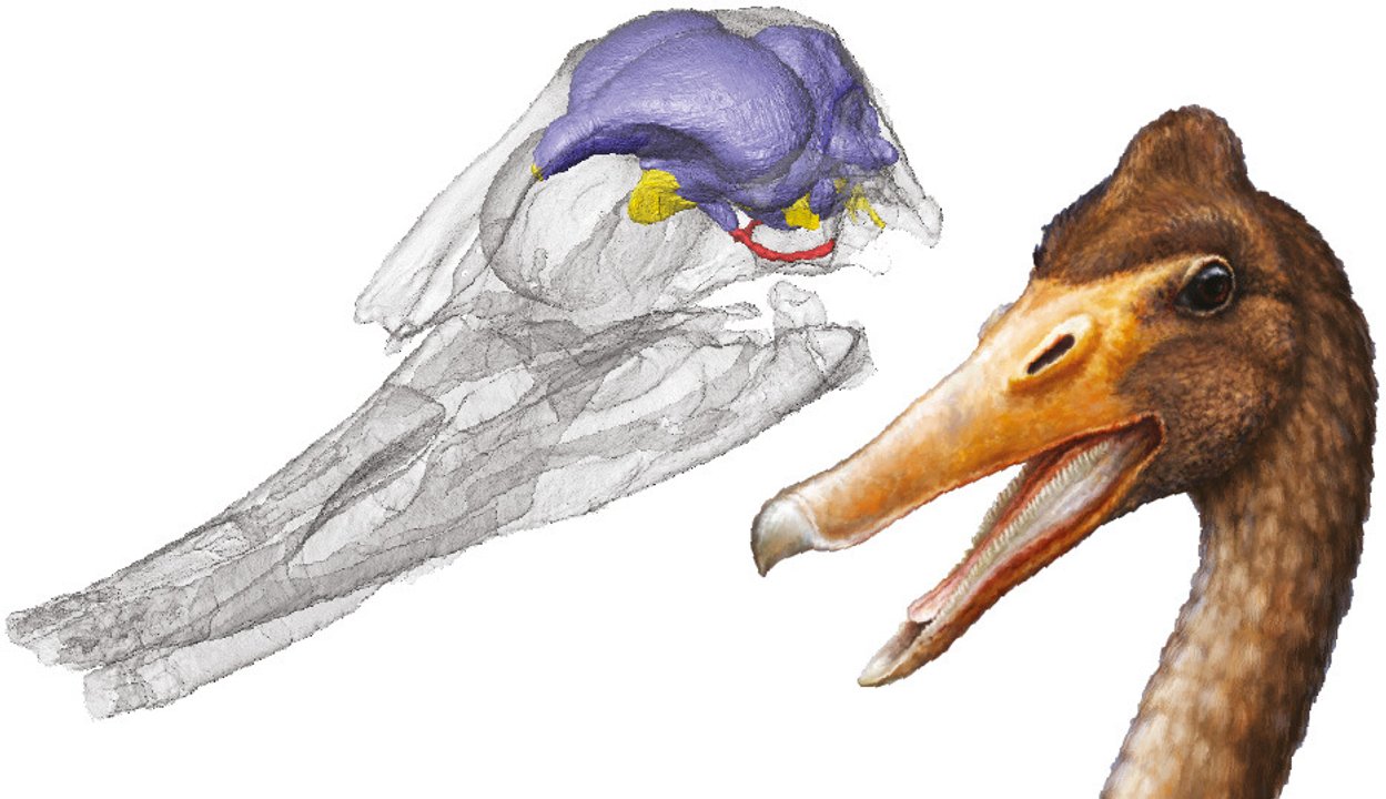 Científicos argentinos reconstruyeron el cerebro de una de las primeras aves acuáticas