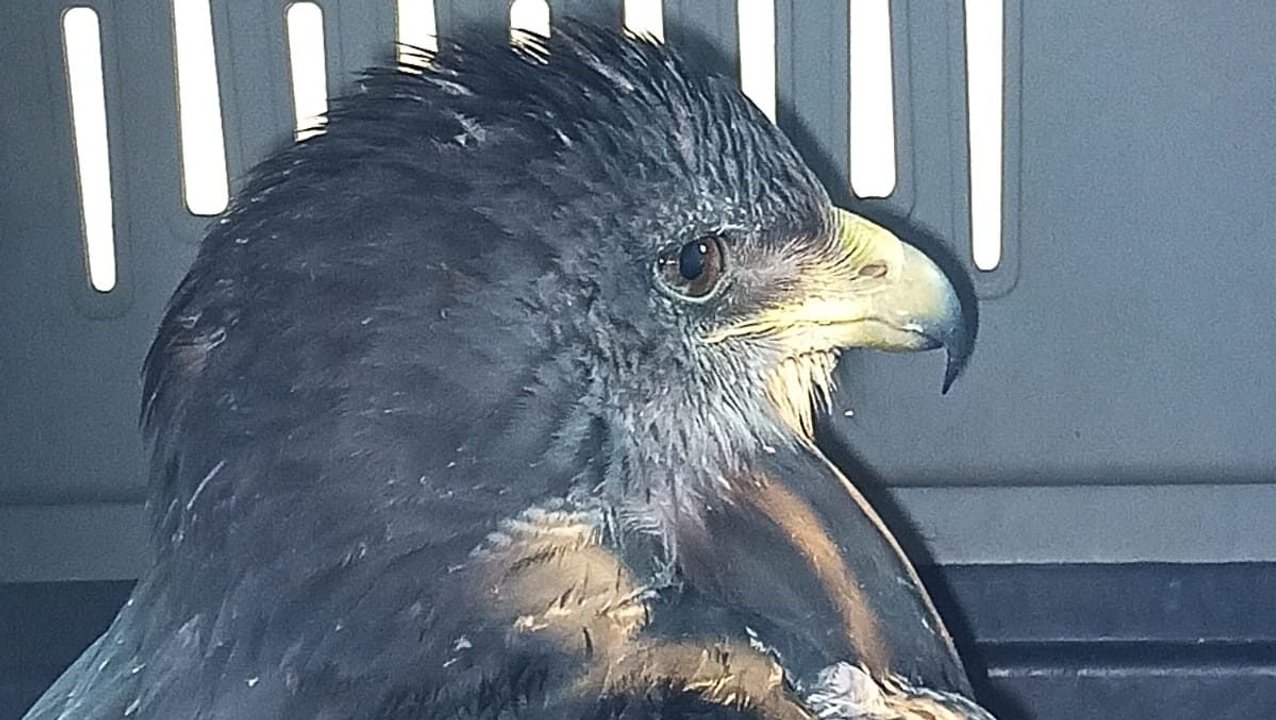 Asisten a un águila mora con graves heridas en Malargüe