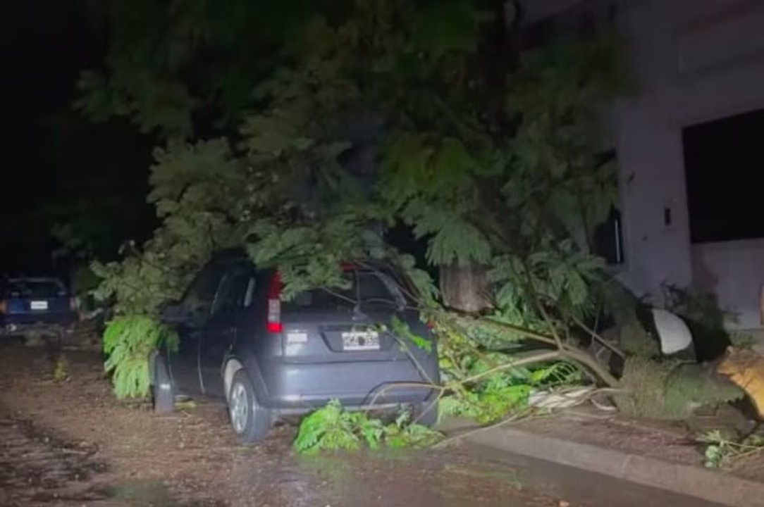 Tragedia en Entre Ríos: una mujer murió aplastada por un árbol en su casa