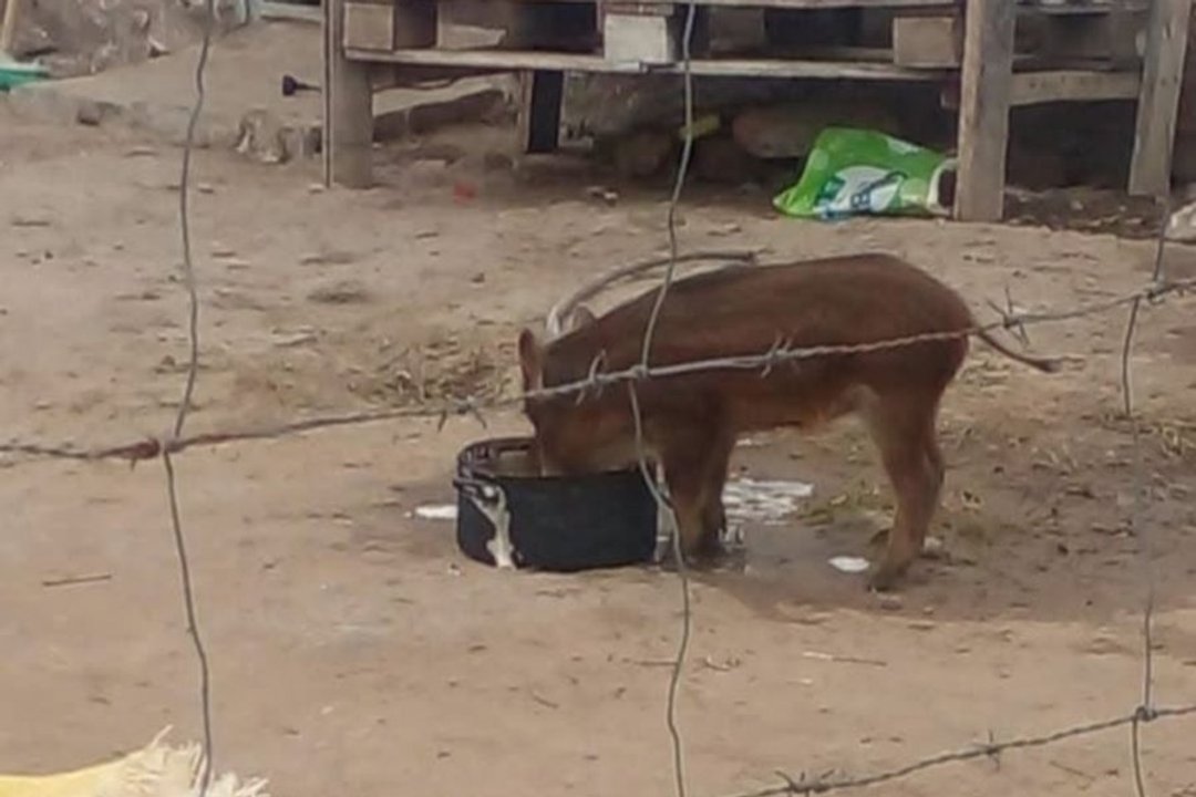 Rescatan un chancho salvaje y un zorro que vivían como mascotas en Corrientes