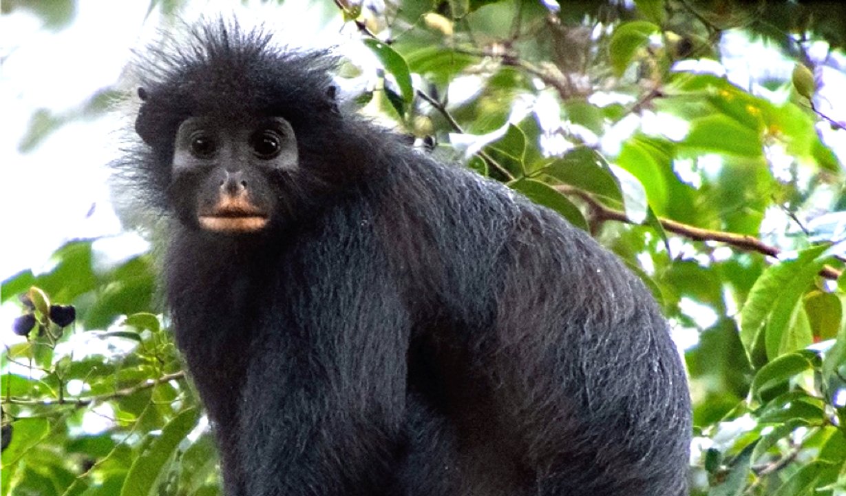Científicos descubren una nueva especie de mono: tiene cara de “máscara“