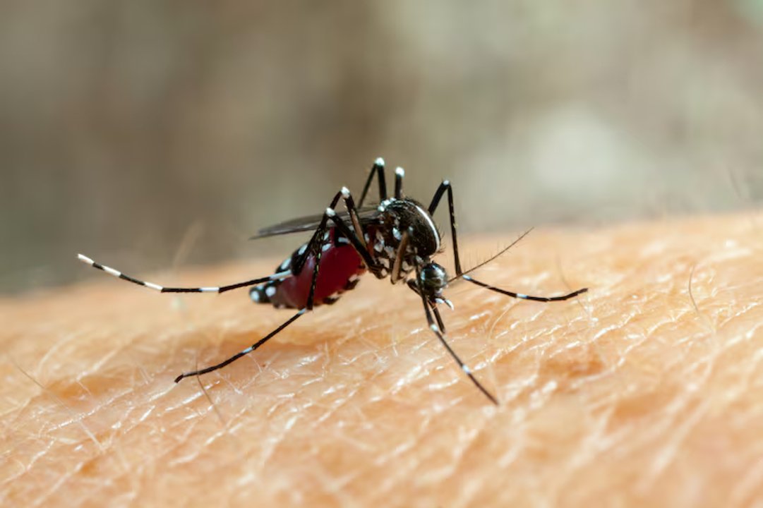 Fiebre chikungunya: se notificaron 51 nuevos casos