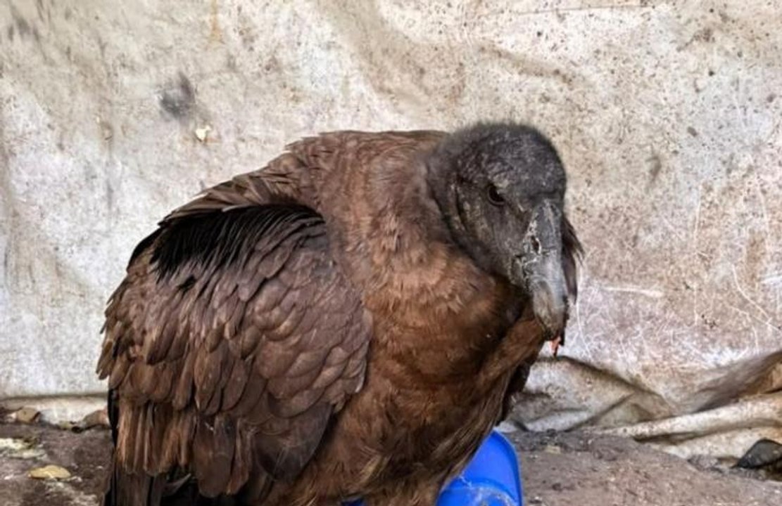 Rescate de un cóndor andino juvenil en Tucumán