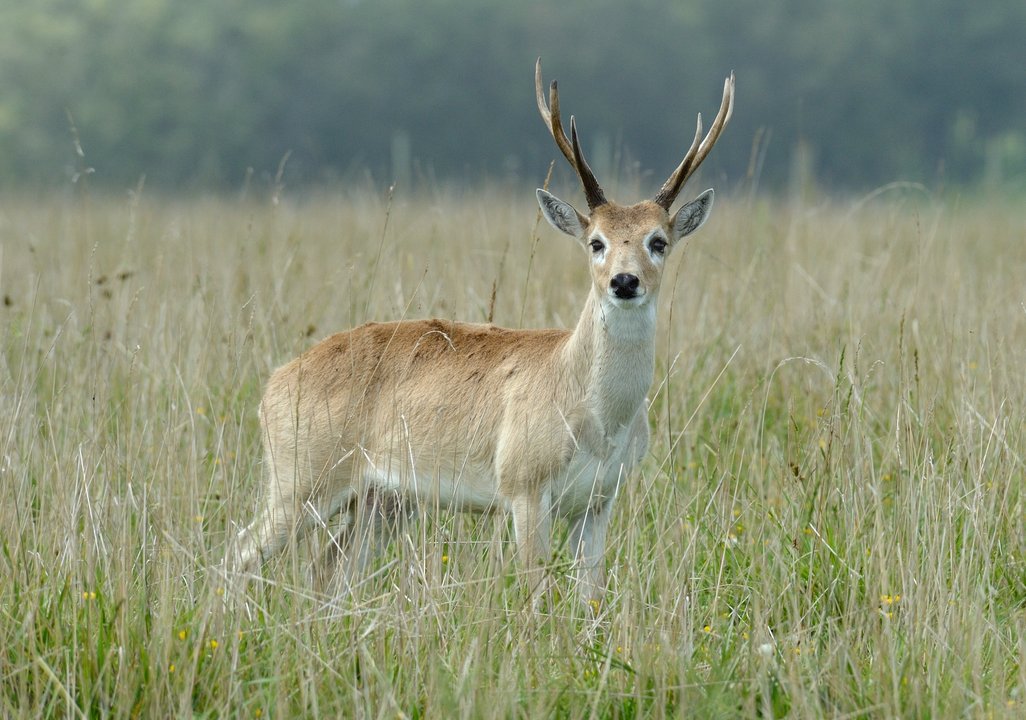 El venado de las pampas busca ser un Monumento Natural Nacional