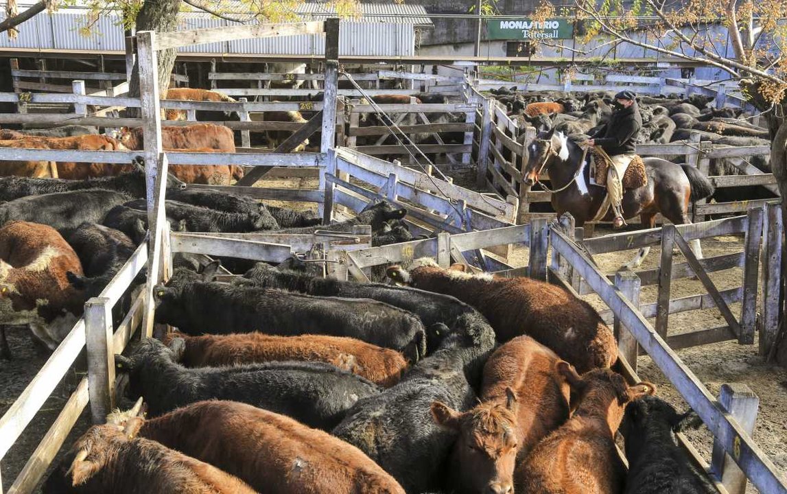 Polémica entre el Gobierno y productores de carne por una iniciativa de Sturzenegger