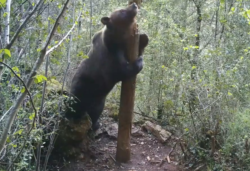 Oso pardo marcando un árbol en la naturaleza