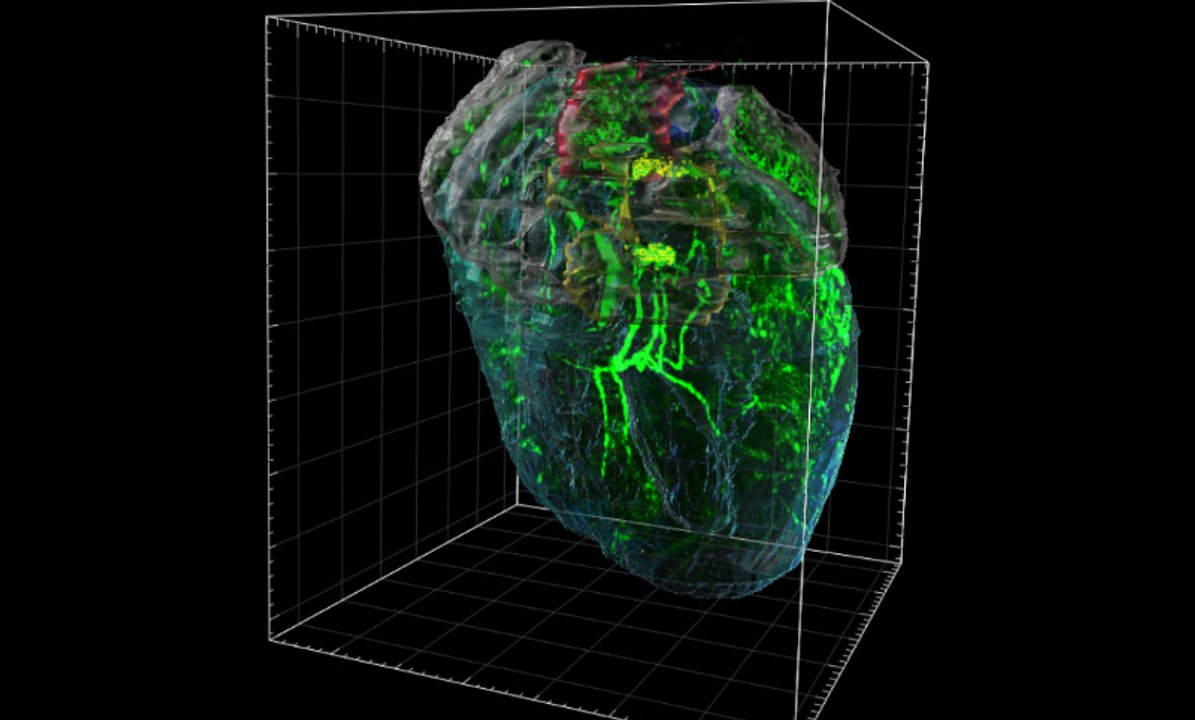 Descubren que el corazón tiene un pequeño “cerebro” que lo protege del estrés