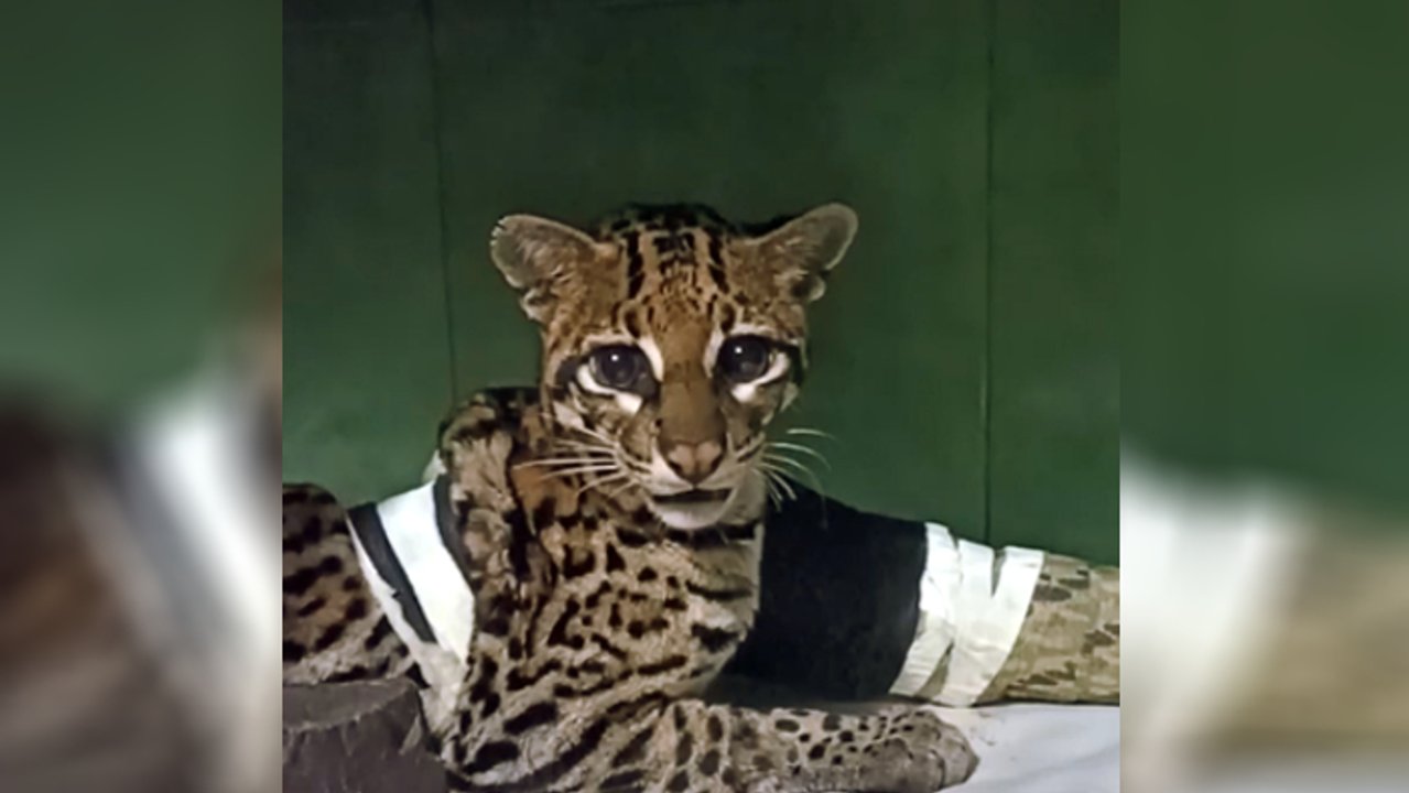 Después de 5 meses una ocelote regresó a su habitat natural: había sido atropellada en Misiones
