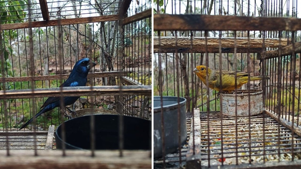 Golpe al tráfico ilegal de fauna: rescatan aves silvestres en Mendoza