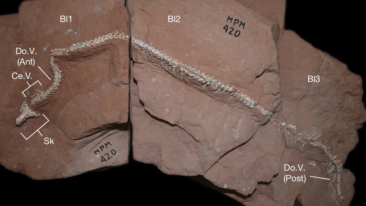 Descubren el fósil de una serpiente subterránea que podría reescribir la historia de esos reptiles