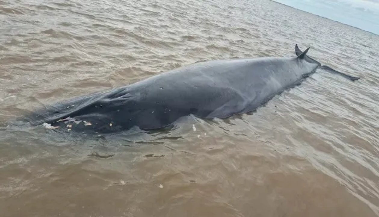 Una ballena, de una de las especies más grandes del planeta, quedó varada en la costa de San Isidro