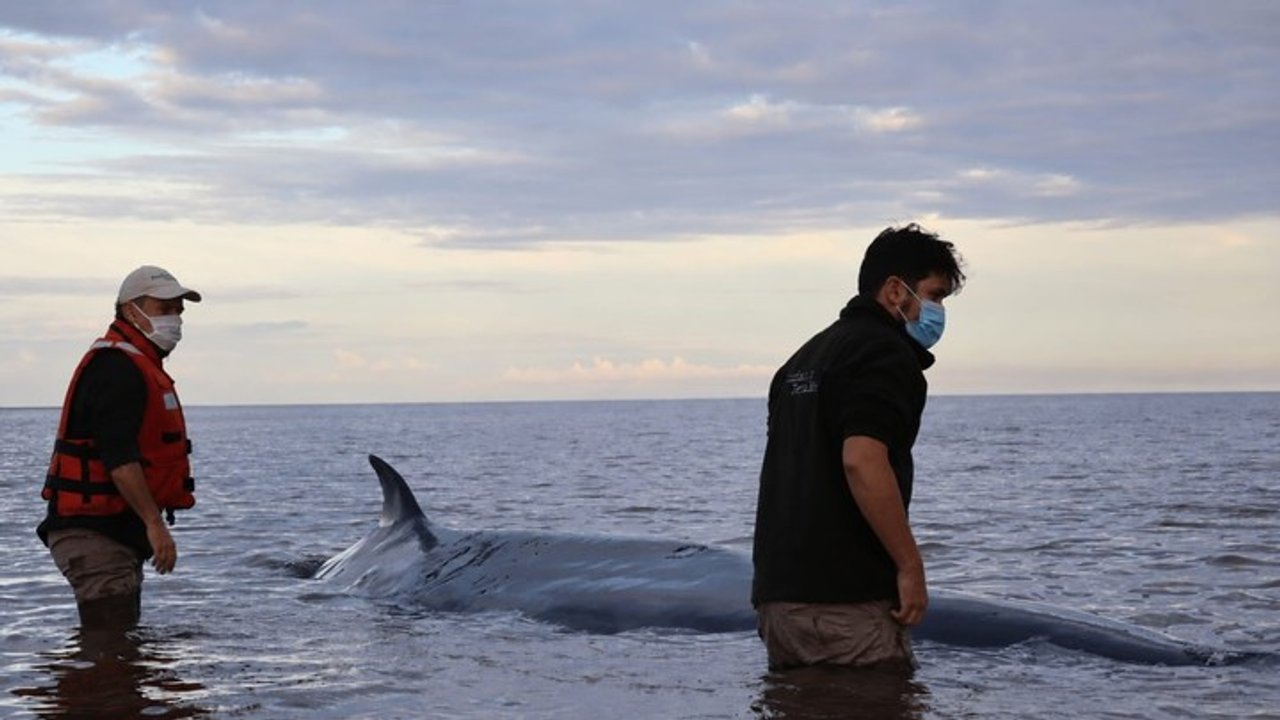 Fallece la ballena sei varada en la costa de San Isidro