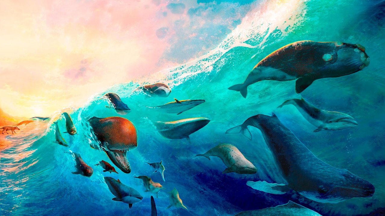 Investigadores argentinos analizan la evolución de ballenas y delfines